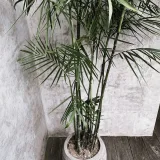 10 Layer Lucky Bamboo Plant in a Bowl
