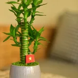2 Layer Lucky Bamboo Plant in a Bowl