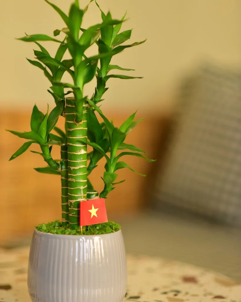 2 Layer Lucky Bamboo Plant in a Bowl