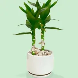 2 Layer Lucky Bamboo Plant in a Bowl