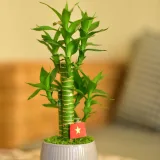 3 Layer Lucky Bamboo Plant in a Bowl