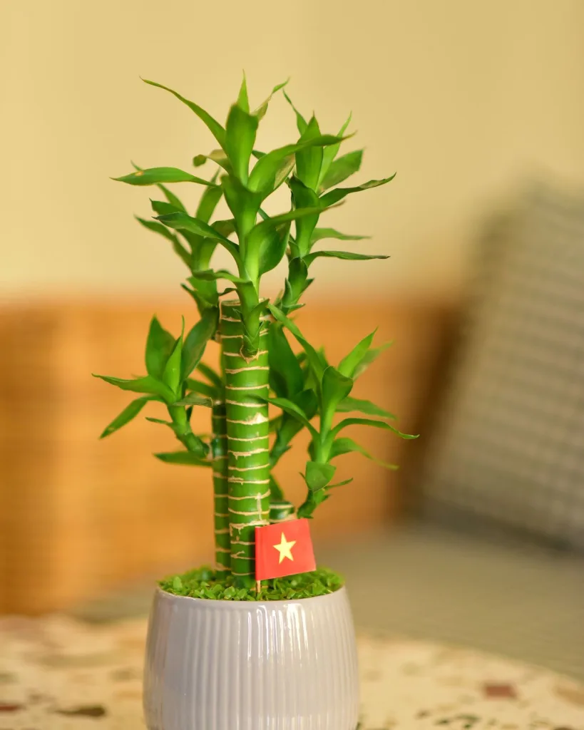3 Layer Lucky Bamboo Plant in a Bowl