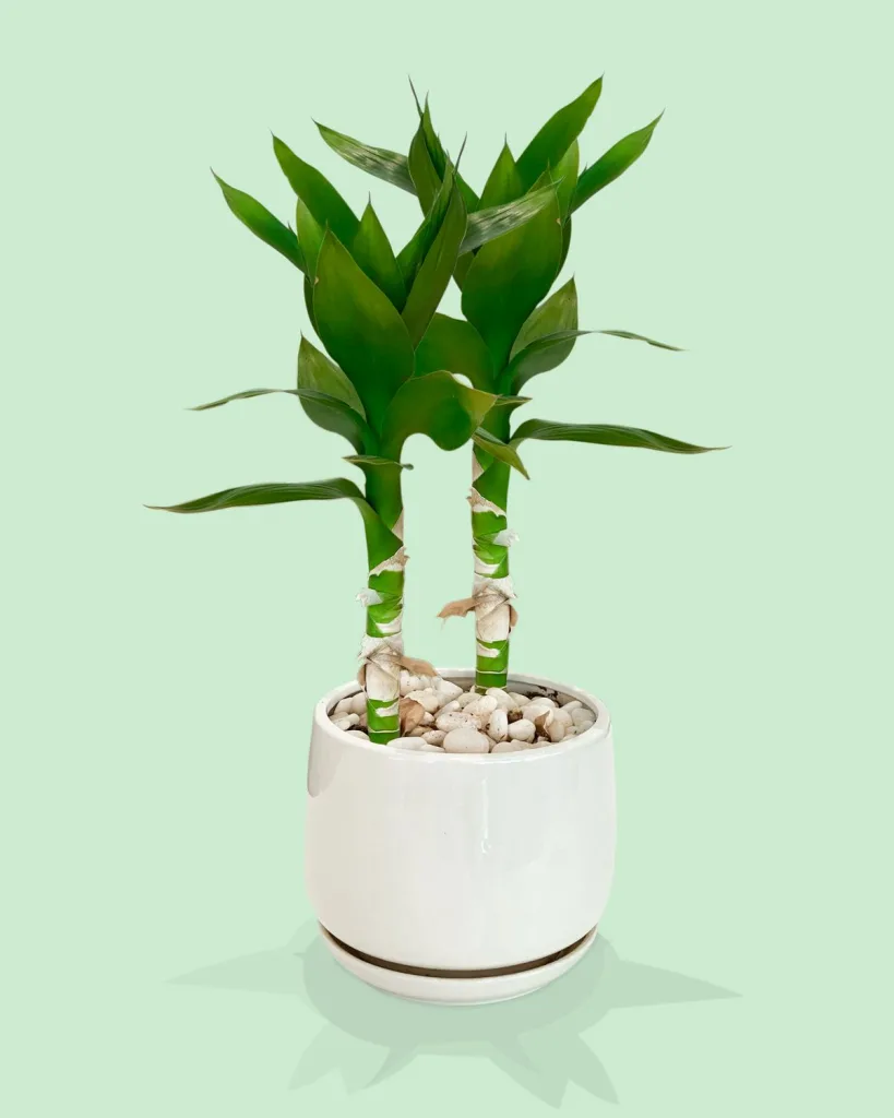 60 cm Spiral Stick Lucky Bamboo Plant
