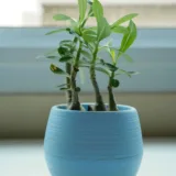 Adenium Plant, Desert Rose (Grafted, Any Color)