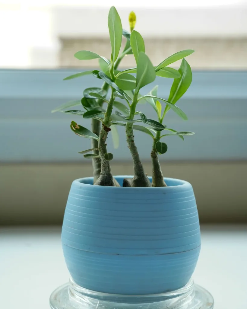 Adenium Plant, Desert Rose (Grafted, Any Color)