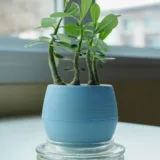 Adenium Plant, Desert Rose (Grafted, Any Color)
