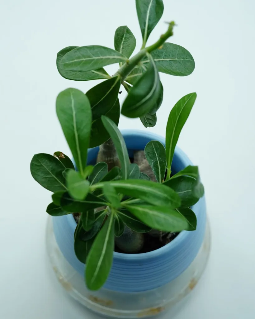 Adenium Plant, Desert Rose (Pink)