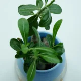 Adenium Plant, Desert Rose (Red)