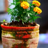 African Marigold (Orange)