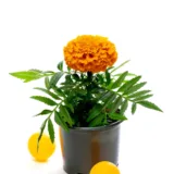 African Marigold (Orange)