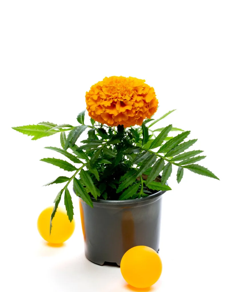 African Marigold (Orange)