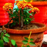 African Marigold (Yellow)