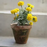 African Marigold (Yellow)
