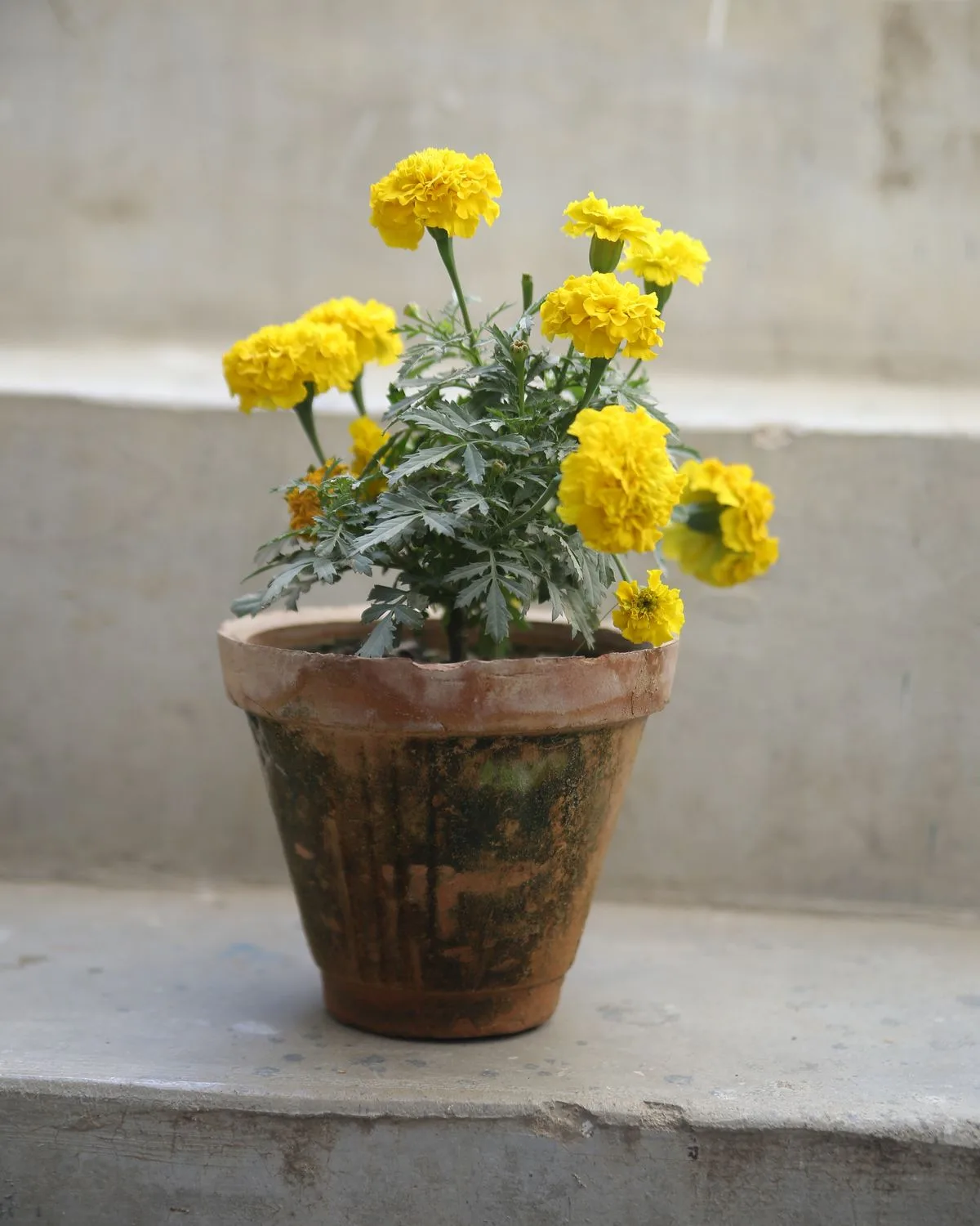 African Marigold (Yellow)