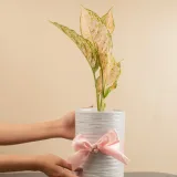 Aglaonema Butterfly