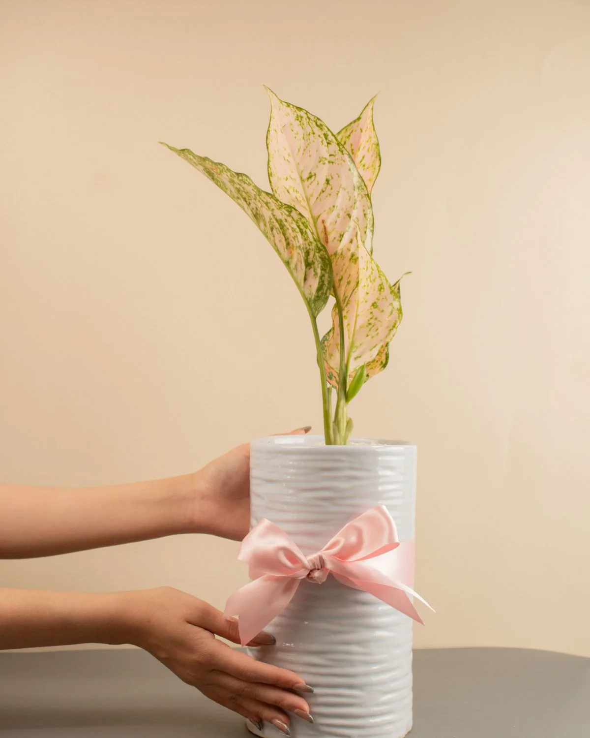 Aglaonema Butterfly