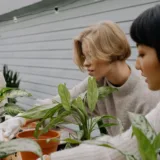 Aglaonema Butterfly Manis