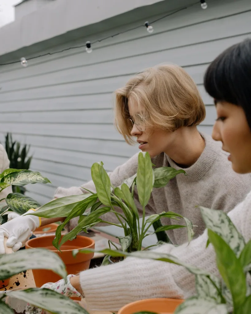 Aglaonema Butterfly Manis