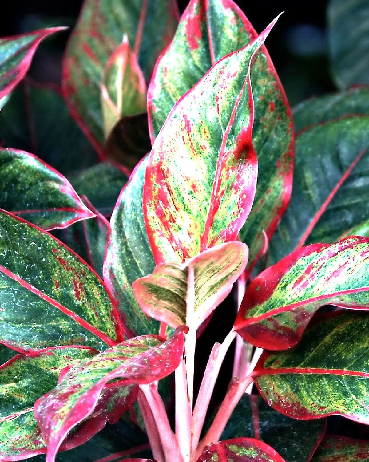Aglaonema Commutatum Silver Queen