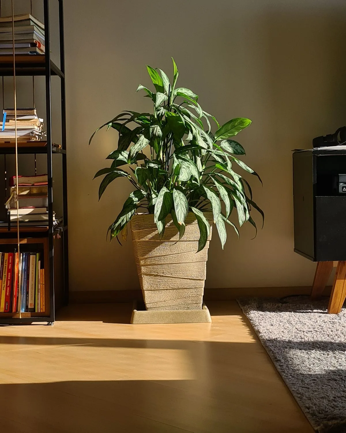 Aglaonema Diamond Bay