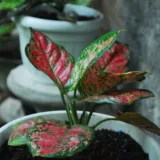 Aglaonema Jubilee Petite