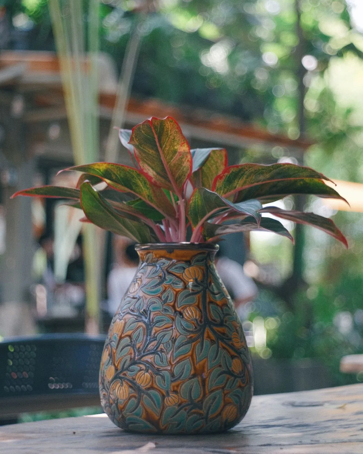 Aglaonema Stripes
