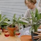 Aglaonema Super White