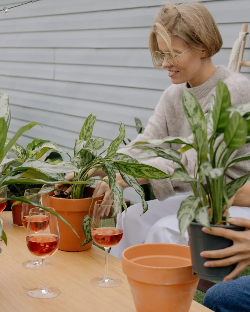 Aglaonema White Lightning