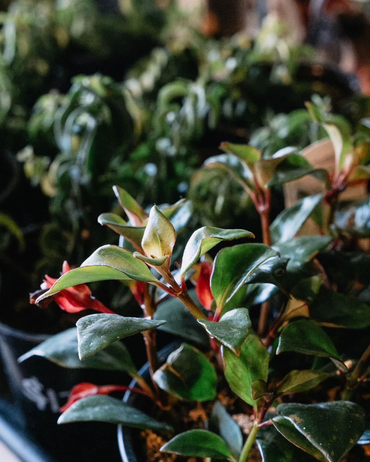 Aglaonema White Lipstick