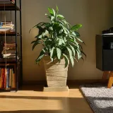 Aglaonema snow white, Aglaonema snowflake
