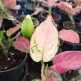 Aglaonema snow white, Aglaonema snowflake