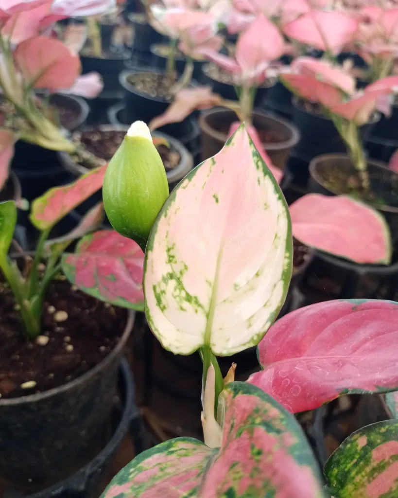Aglaonema snow white, Aglaonema snowflake