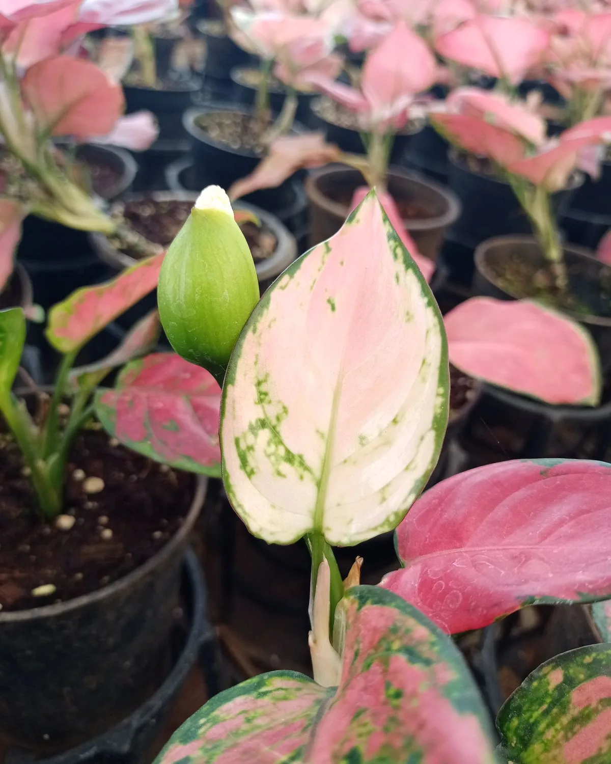 Aglaonema snow white, Aglaonema snowflake