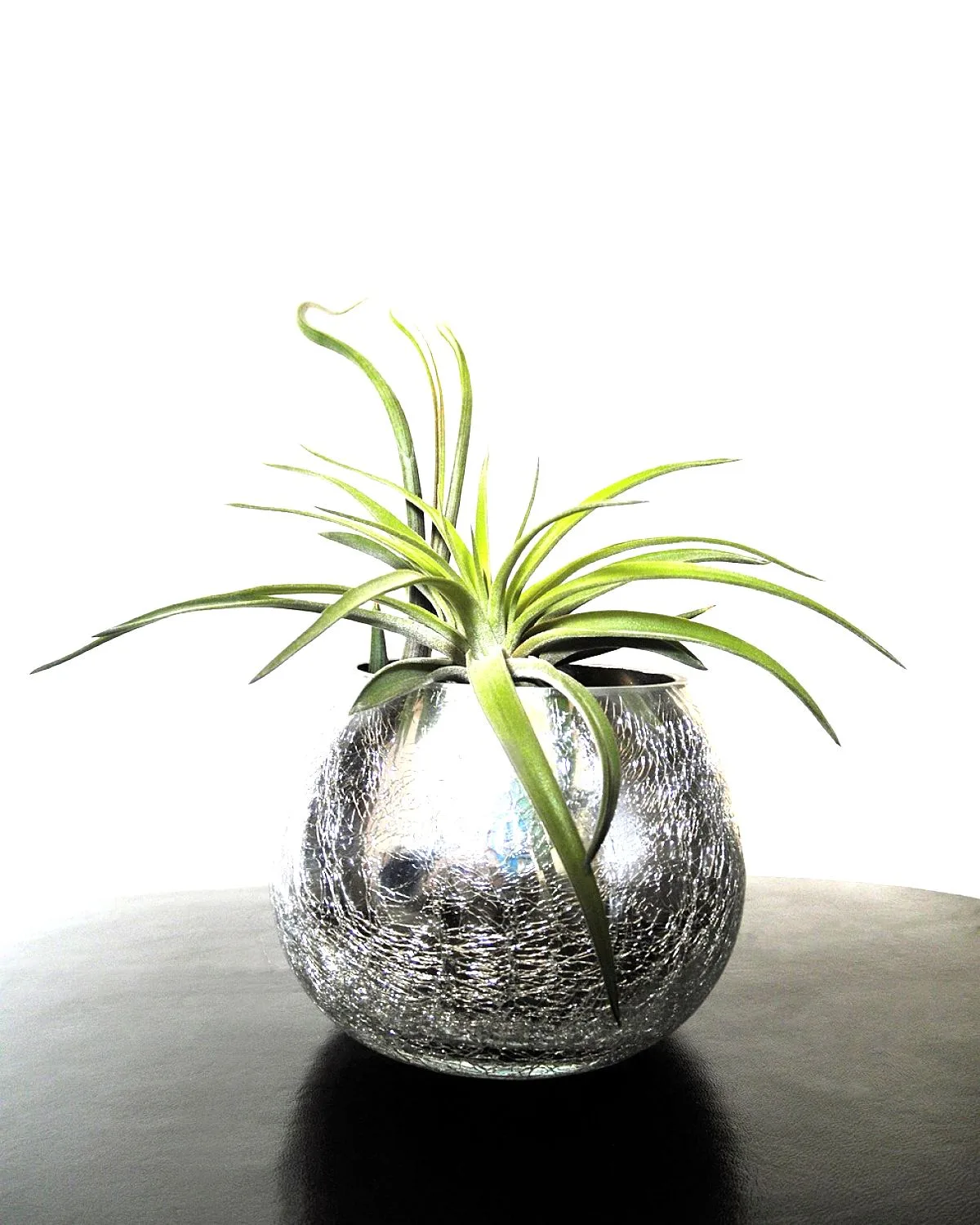 Air Plant, Tillandsia Cotton King