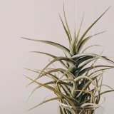 Air Plant, Tillandsia ionantha Guatemala (Medium)
