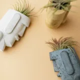 Air Plant, Tillandsia ionantha Guatemala (Medium)