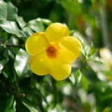 Allamanda Creeper, Pentalinon luteum (Yellow)
