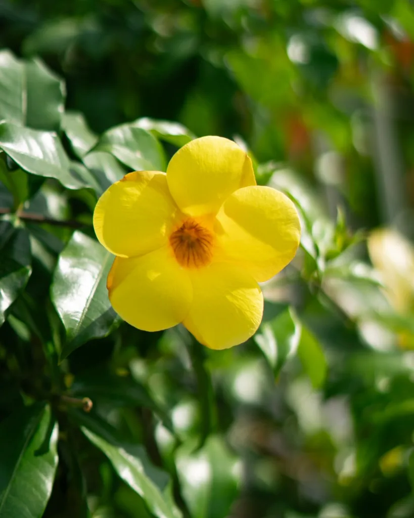 Allamanda Creeper, Pentalinon luteum (Yellow)