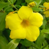 Allamanda Creeper, Pentalinon luteum (Yellow)