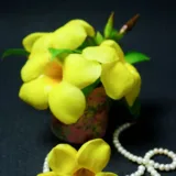 Allamanda Tiger (Peach Orange)