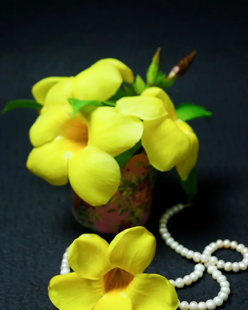 Allamanda Tiger (Peach Orange)