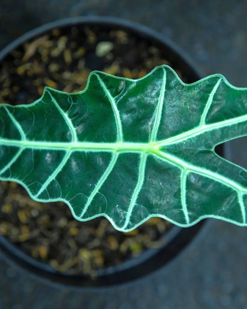 Alocasia Black Magic