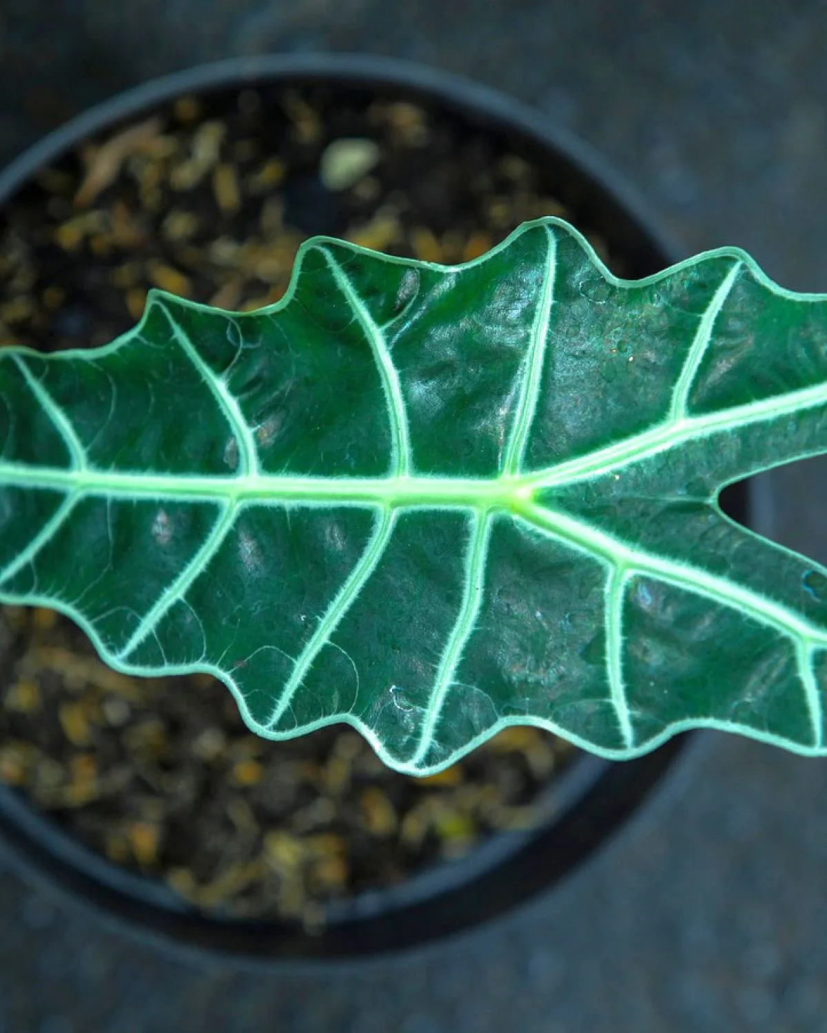 Alocasia Black Magic