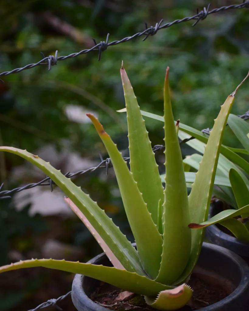 Aloe Vera