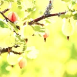 Amla Tree, Indian Gooseberry (Big Fruit, Grown Through Seeds)