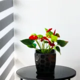 Anthurium (Any Color) Plant