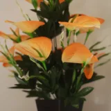 Anthurium (Any Color) Plant