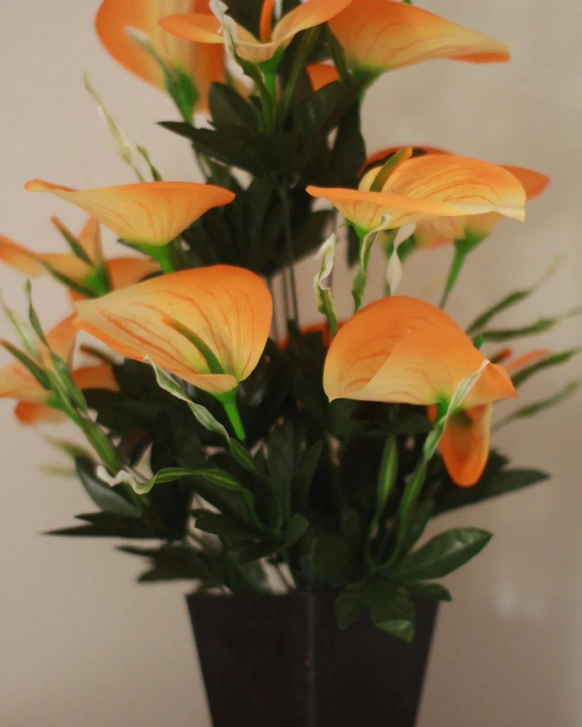 Anthurium (Any Color) Plant