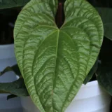 Anthurium (Pink)