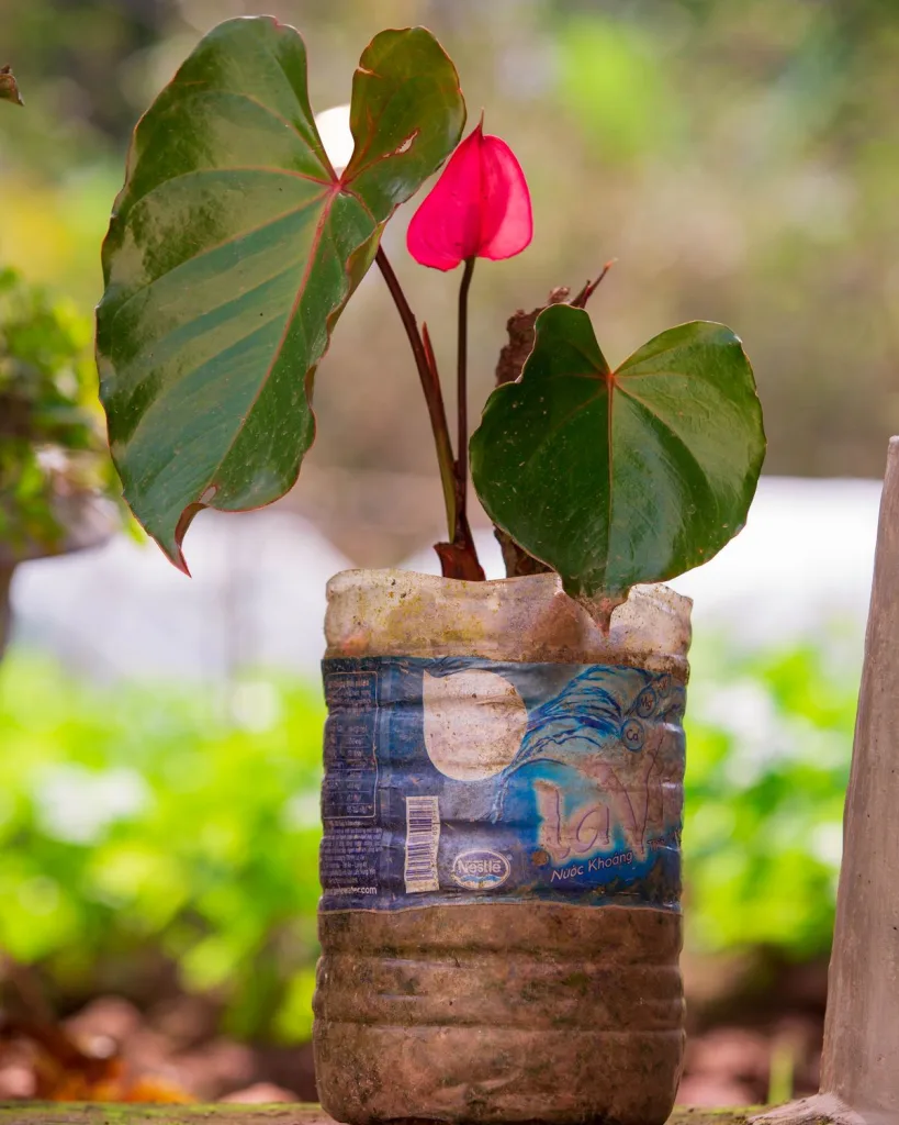Anthurium (Red)
